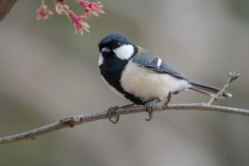 Japanese Tit Akashi Park Mon, 4/9/2018