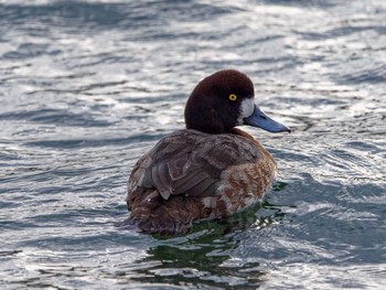 Greater Scaup 野島公園 Thu, 2/2/2023