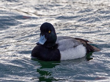 Greater Scaup 野島公園 Thu, 2/2/2023