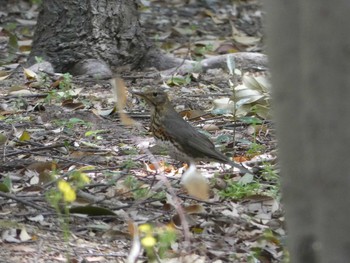 クロツグミ 長居公園植物園 2018年4月12日(木)