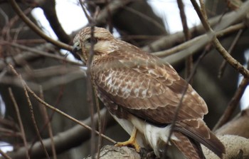 Thu, 2/2/2023 Birding report at 横須賀