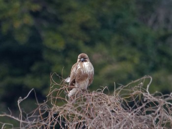 Eastern Buzzard Nagahama Park Thu, 2/2/2023