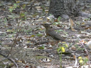 クロツグミ 長居公園植物園 2018年4月12日(木)