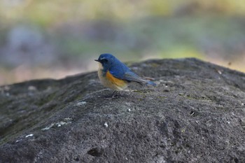 2023年1月28日(土) 井頭公園の野鳥観察記録