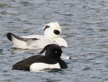 2023年2月2日(木) 千代田湖の野鳥観察記録