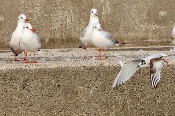 Little Gull 千葉県銚子市 Thu, 2/2/2023