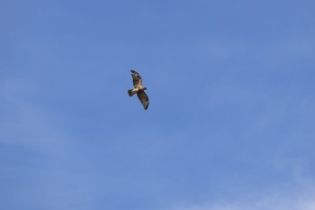 Eastern Buzzard Kasai Rinkai Park Thu, 2/2/2023