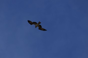 Osprey Kasai Rinkai Park Thu, 2/2/2023