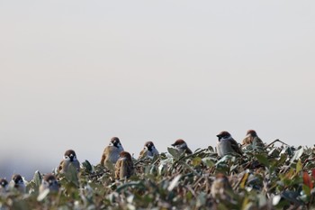 Eurasian Tree Sparrow Kasai Rinkai Park Thu, 2/2/2023