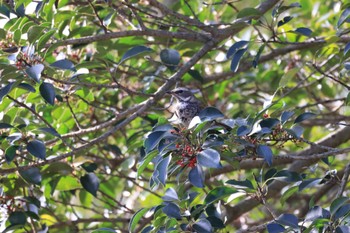 Dusky Thrush Kasai Rinkai Park Thu, 2/2/2023