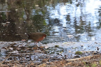 Ruddy-breasted Crake Kasai Rinkai Park Thu, 2/2/2023