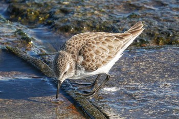 Sat, 1/28/2023 Birding report at 日の出三番瀬沿い緑道