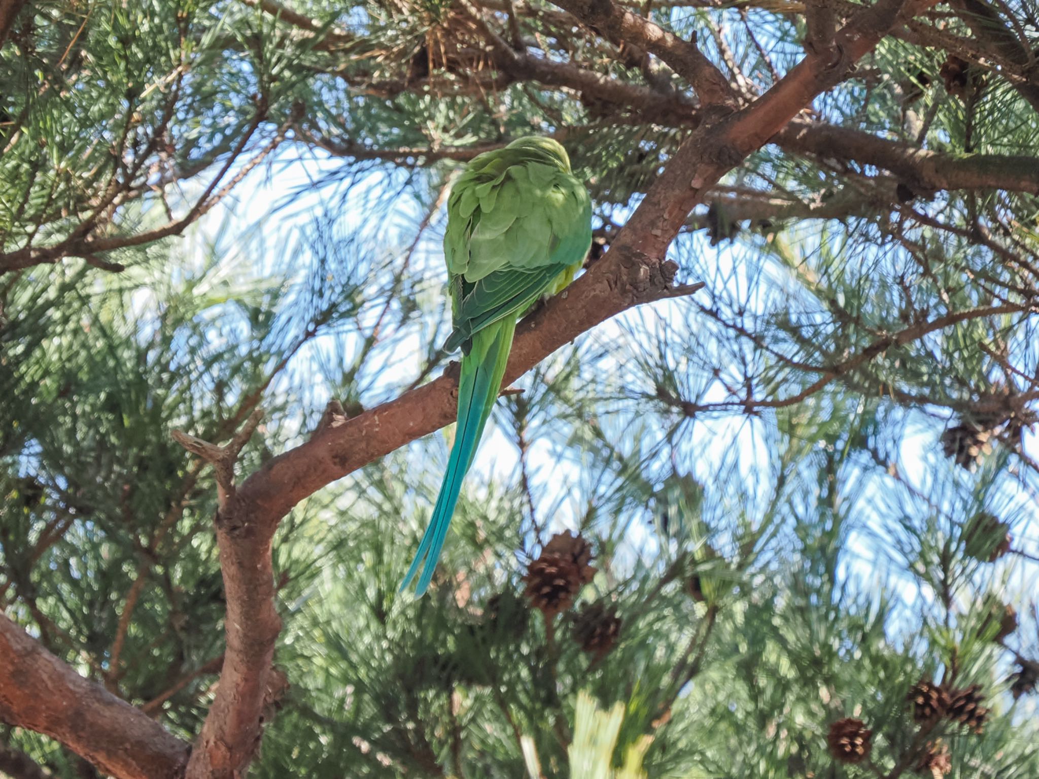 ワカケホンセイインコ