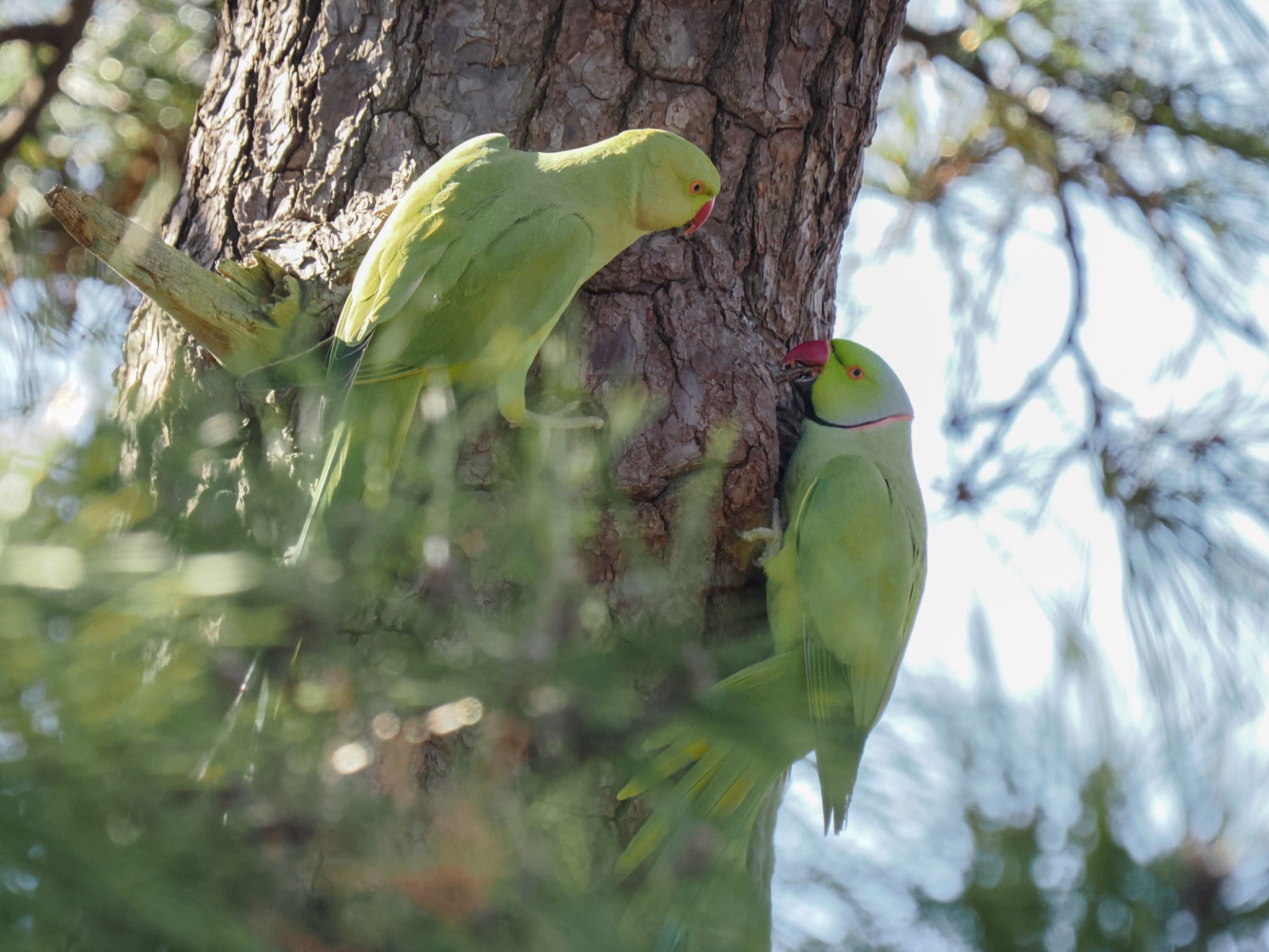 ワカケホンセイインコ