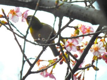 メジロ 多摩森林科学園 2023年2月2日(木)