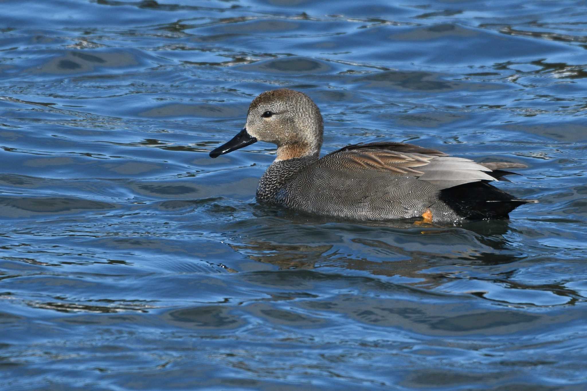 Gadwall