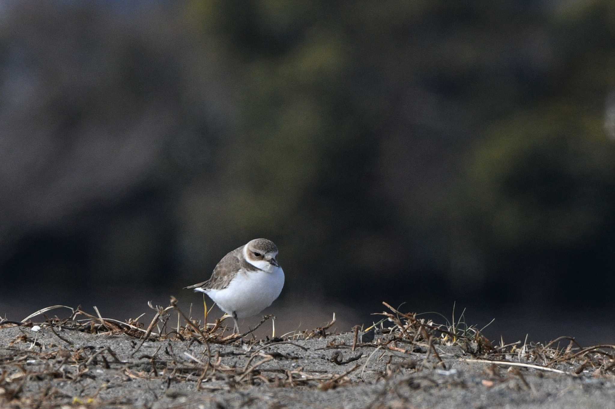 Photo of Kentish Plover at Kasai Rinkai Park by geto