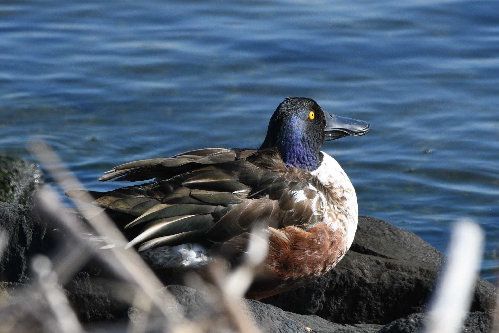 葛西臨海公園 ハシビロガモの写真 by geto