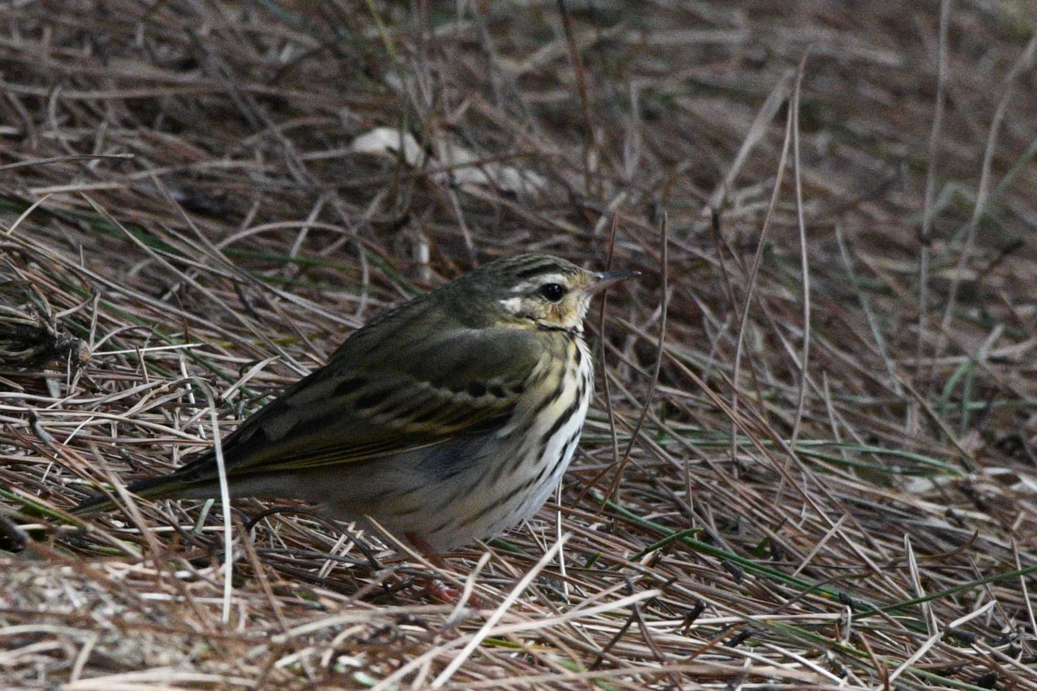 Olive-backed Pipit