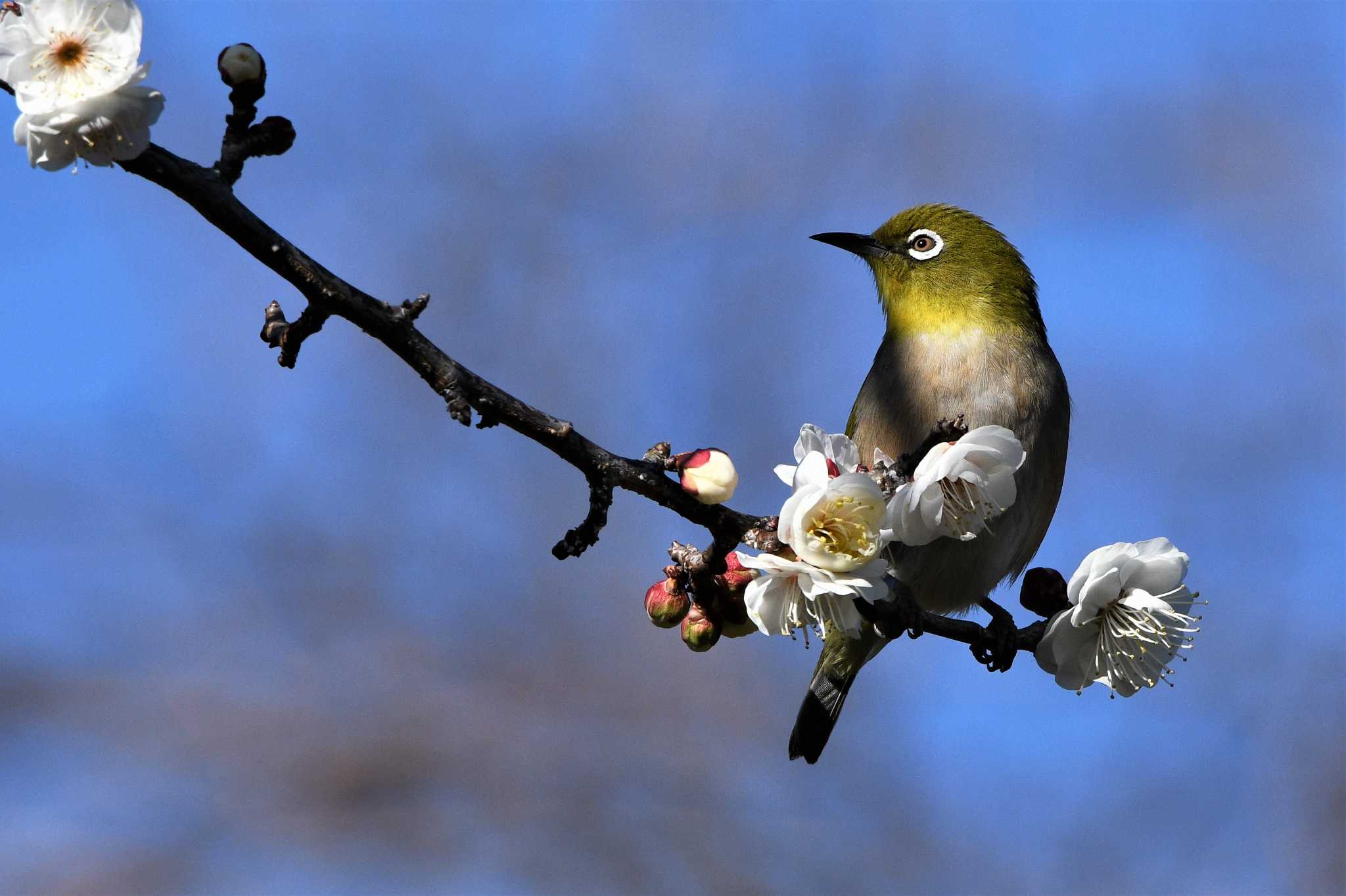 Warbling White-eye