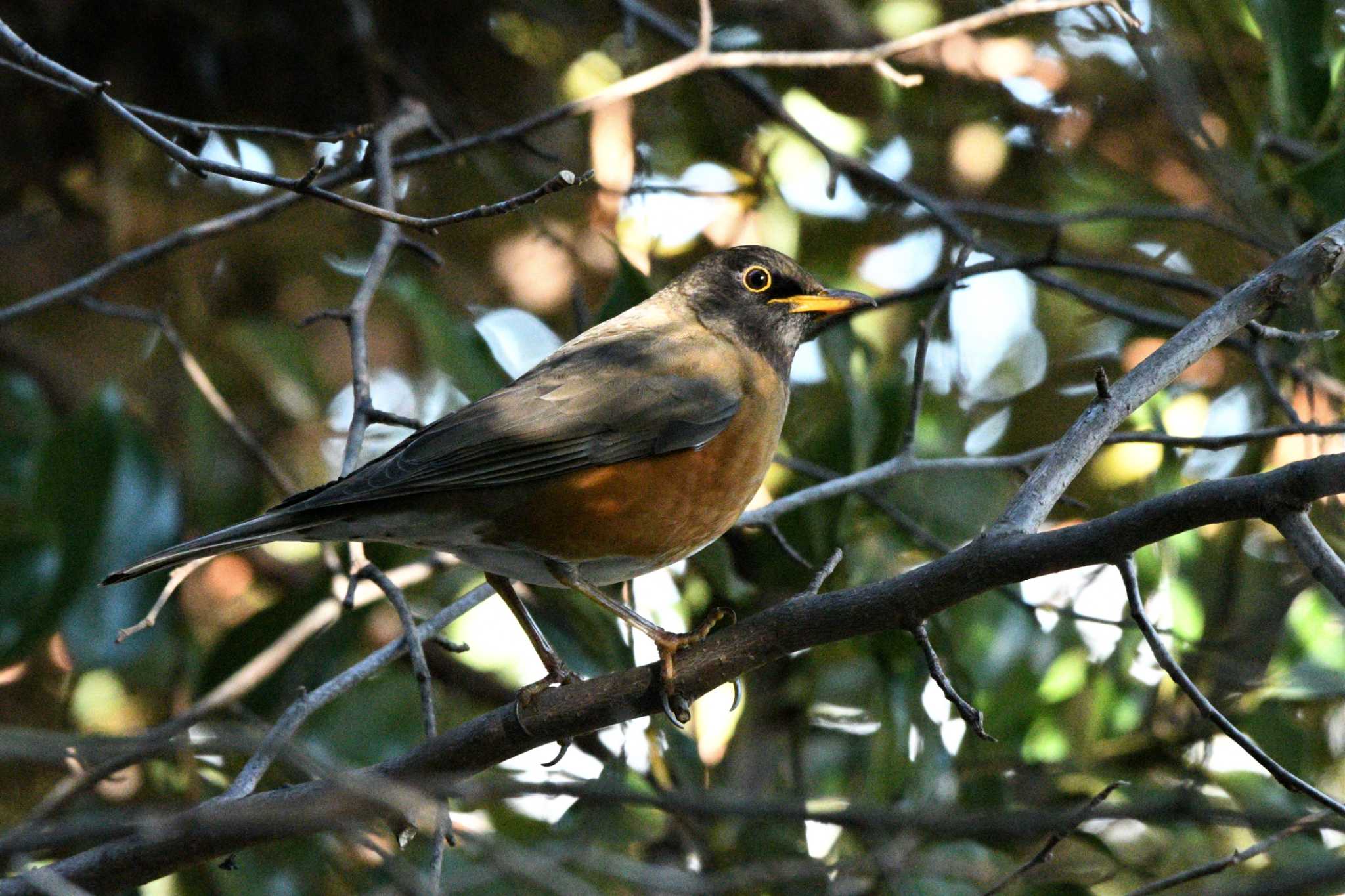 Brown-headed Thrush