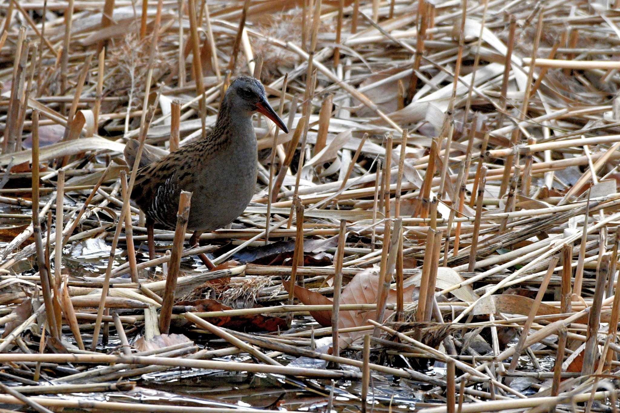 Brown-cheeked Rail