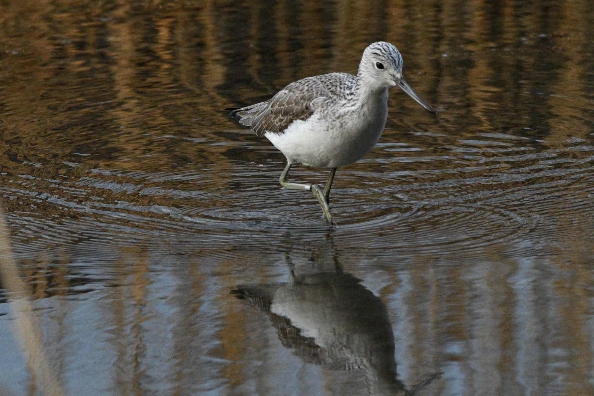 Common Greenshank