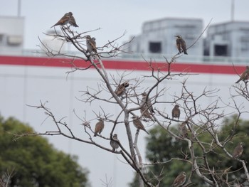 Dusky Thrush Tokyo Port Wild Bird Park Sun, 1/15/2023