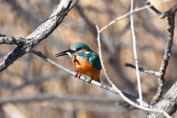 カワセミ 秋ヶ瀬公園 2023年1月29日(日)