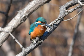 カワセミ 秋ヶ瀬公園 2023年1月29日(日)