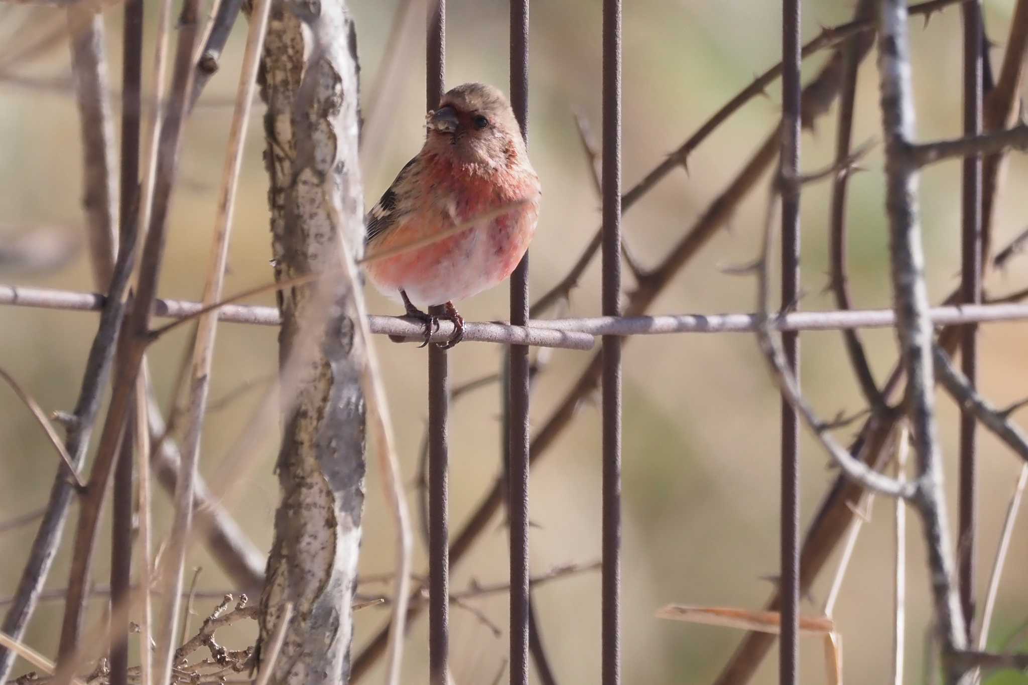 Siberian Long-tailed Rosefinch