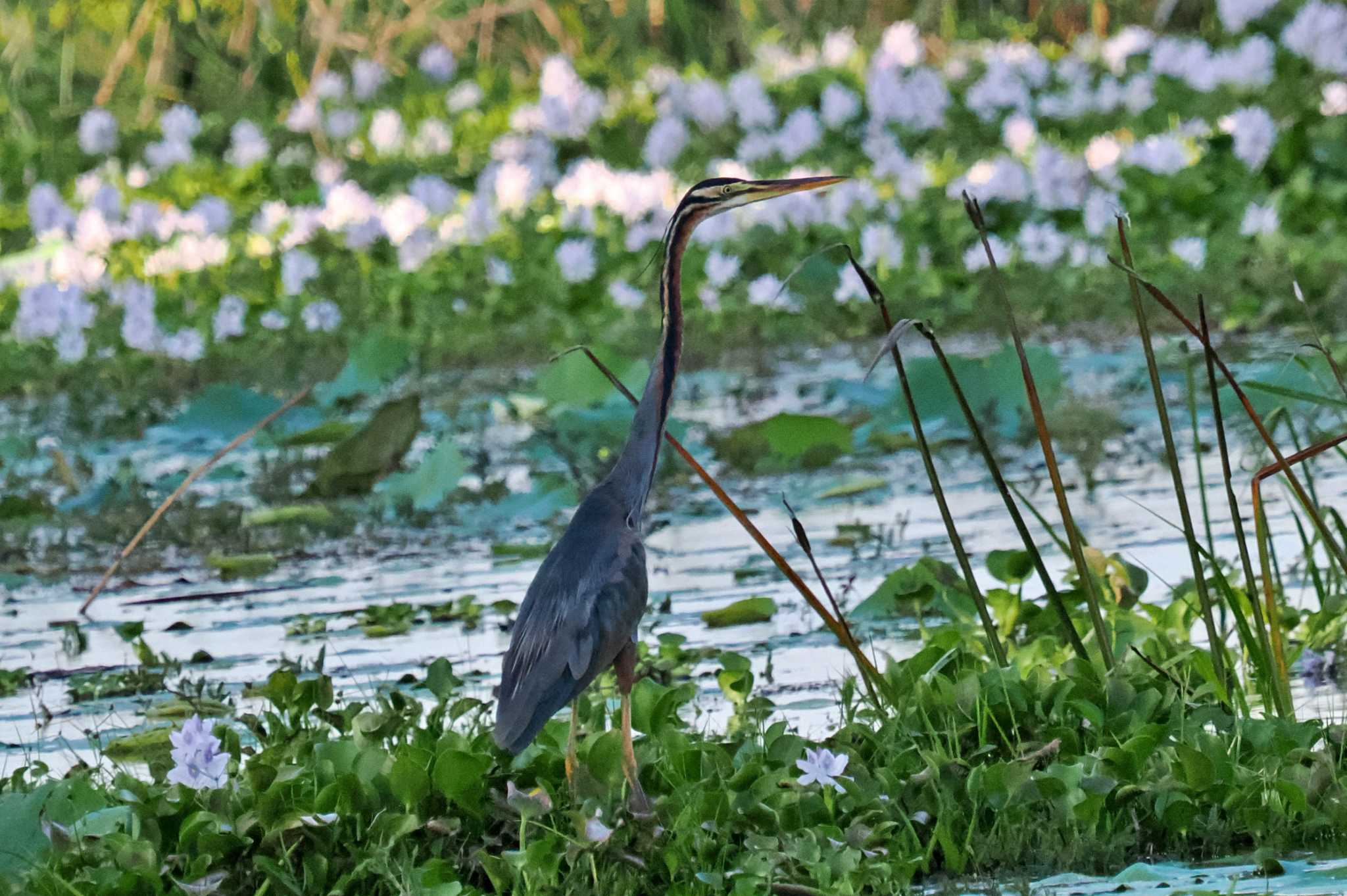 Sri Lanka ムラサキサギの写真 by 藤原奏冥