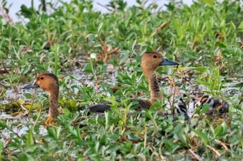 Fulvous Whistling Duck