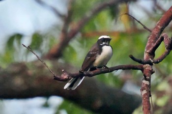 White-browed Fantail