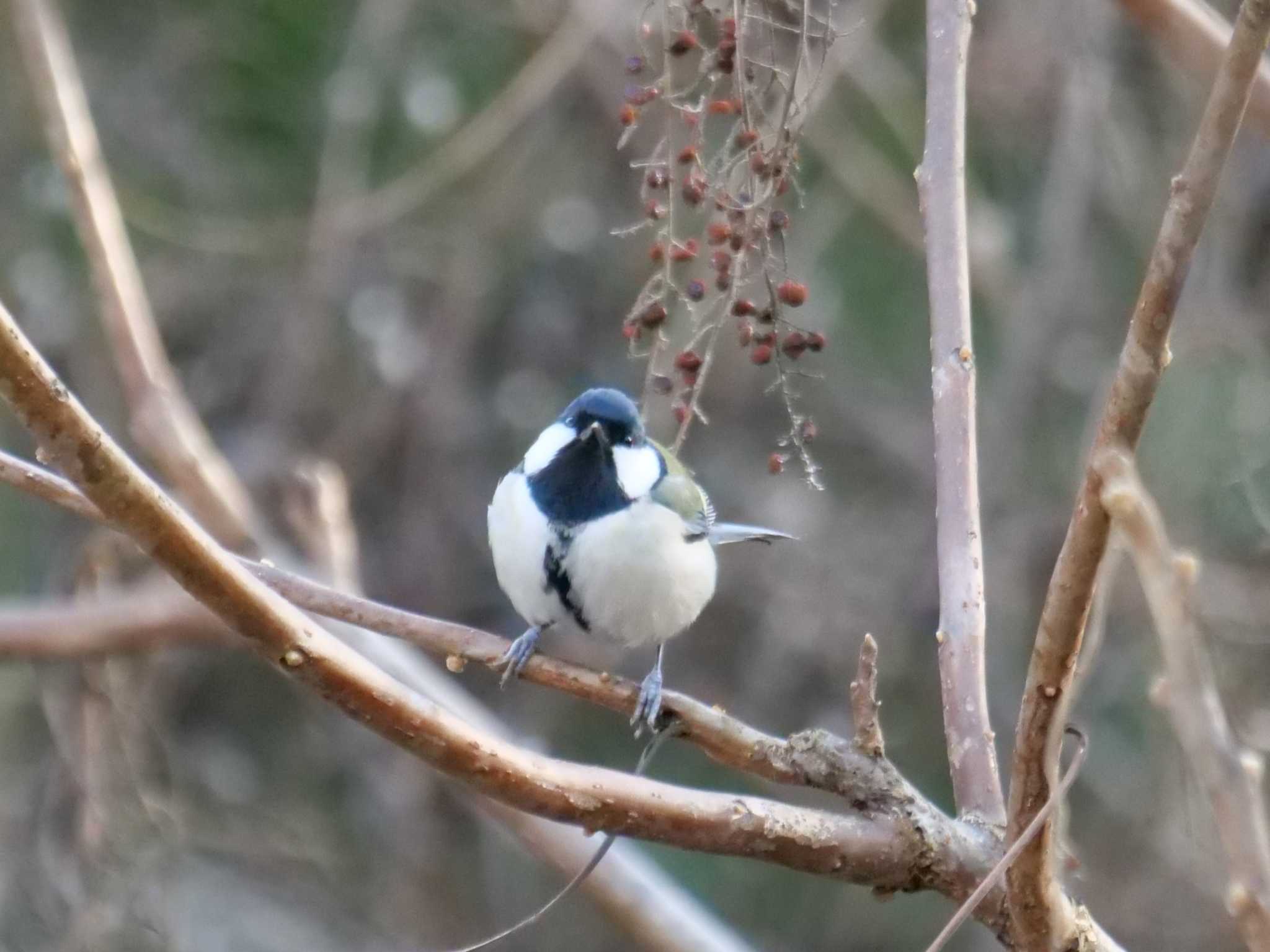 秩父 シジュウカラの写真 by little birds