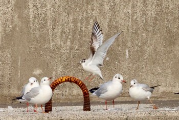 Little Gull 千葉県銚子市 Thu, 2/2/2023