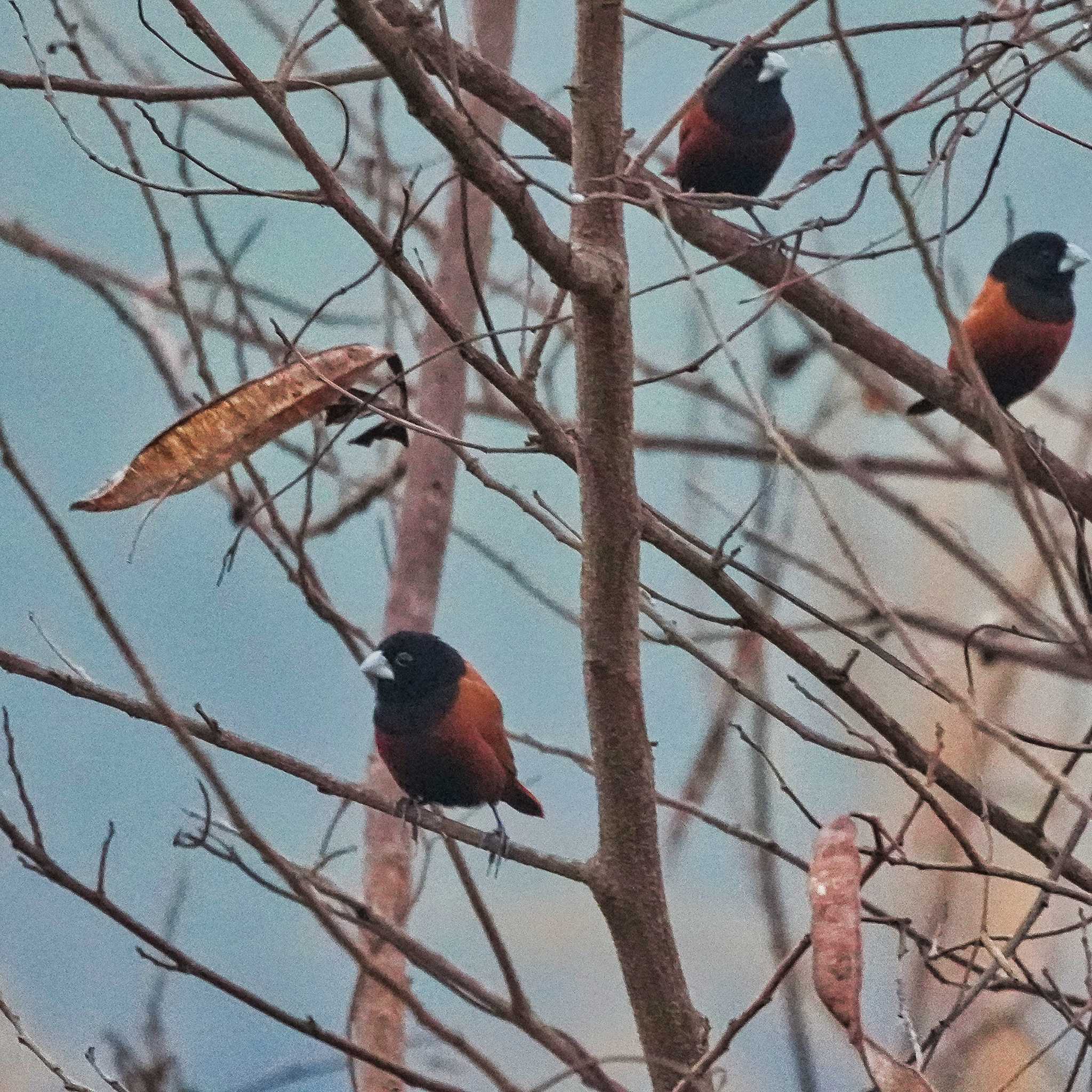 Chestnut Munia