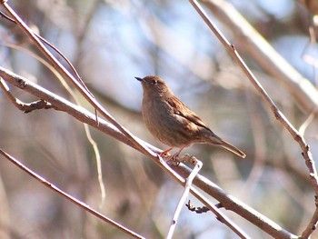 Mon, 1/30/2023 Birding report at 富士北麓公園