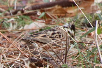 2023年2月3日(金) 京都御苑の野鳥観察記録