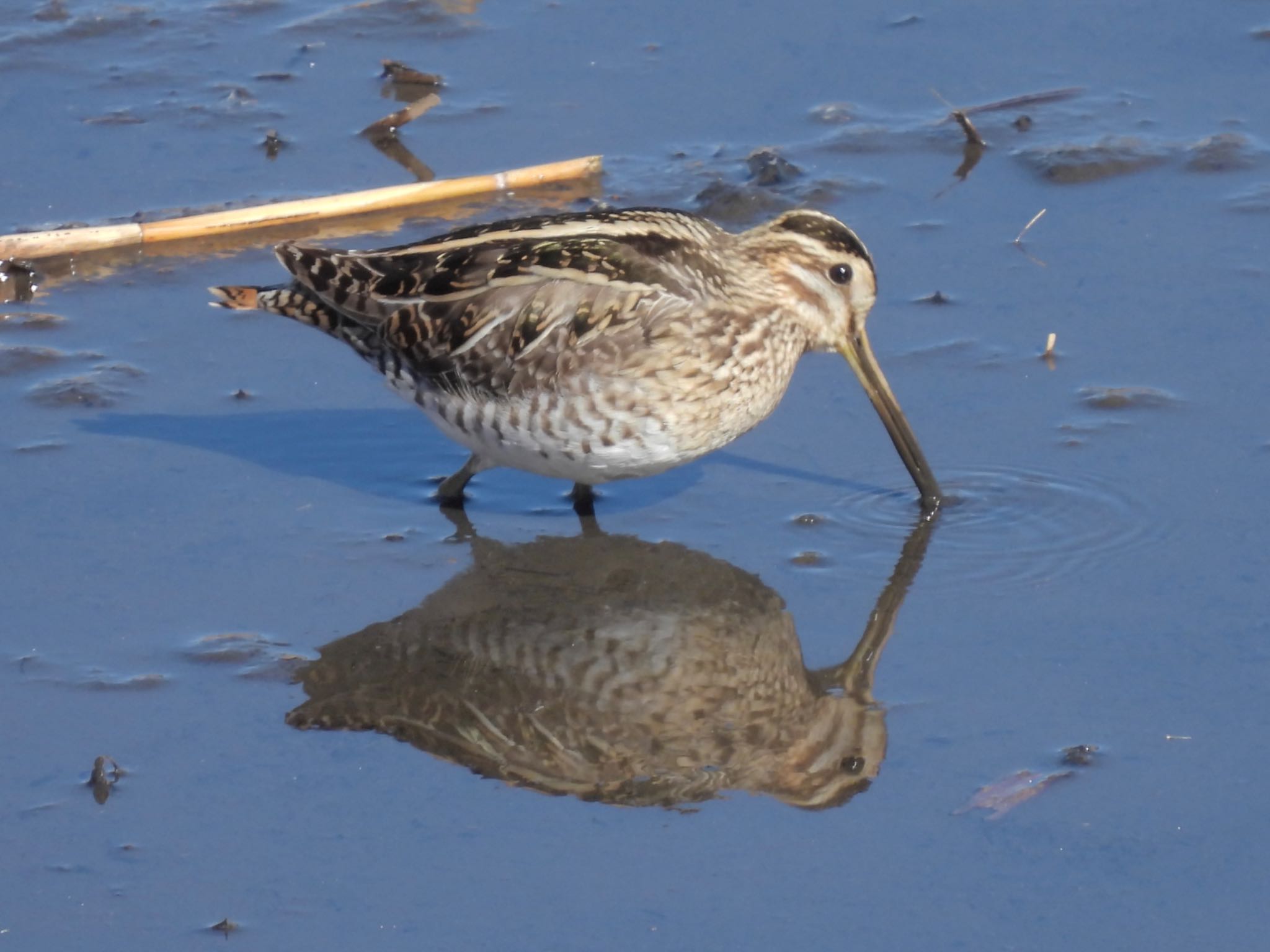 Photo of Common Snipe at 境川遊水地公園 by yoshikichi