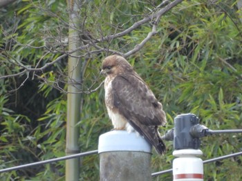 Eastern Buzzard 境川遊水地公園 Sat, 1/28/2023