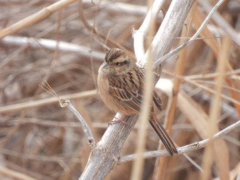 Meadow Bunting 境川遊水地公園 Sat, 1/28/2023