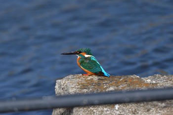 2023年2月1日(水) 新横浜公園の野鳥観察記録