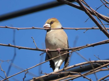 Hawfinch Unknown Spots Thu, 2/2/2023