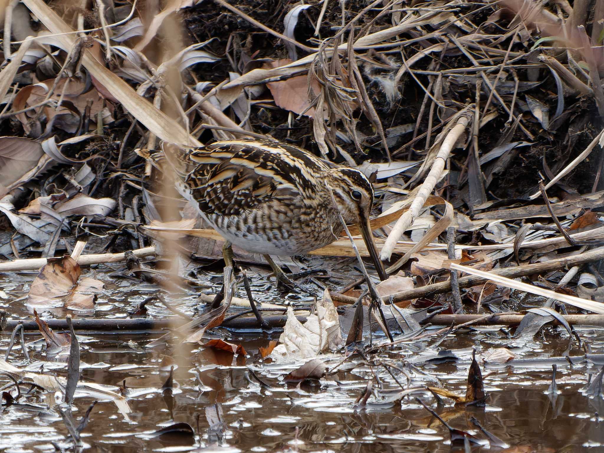 Photo of Common Snipe at Shin-yokohama Park by 丁稚