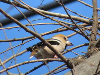 Hawfinch Unknown Spots Thu, 2/2/2023
