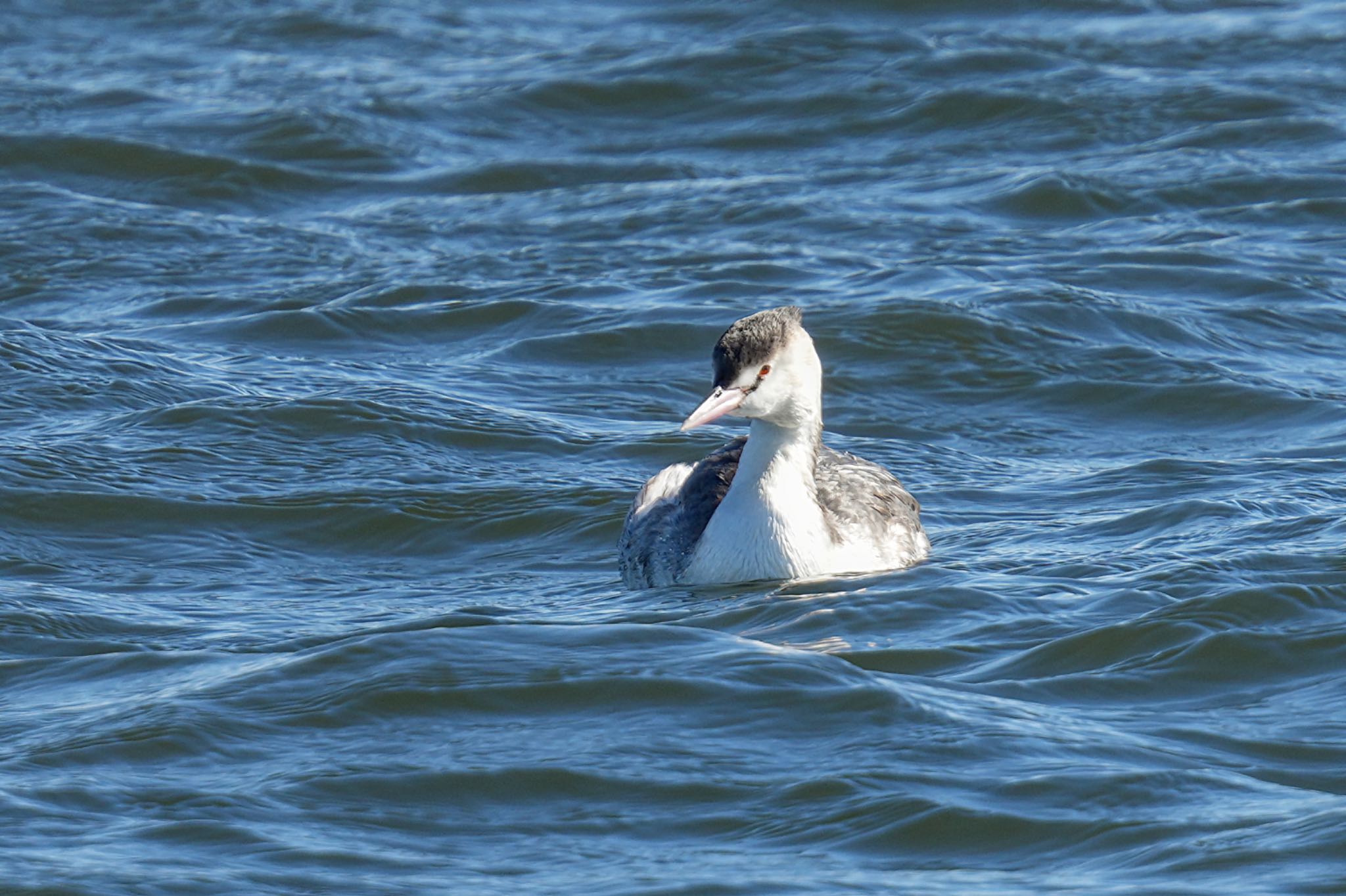 Great Crested Grebe