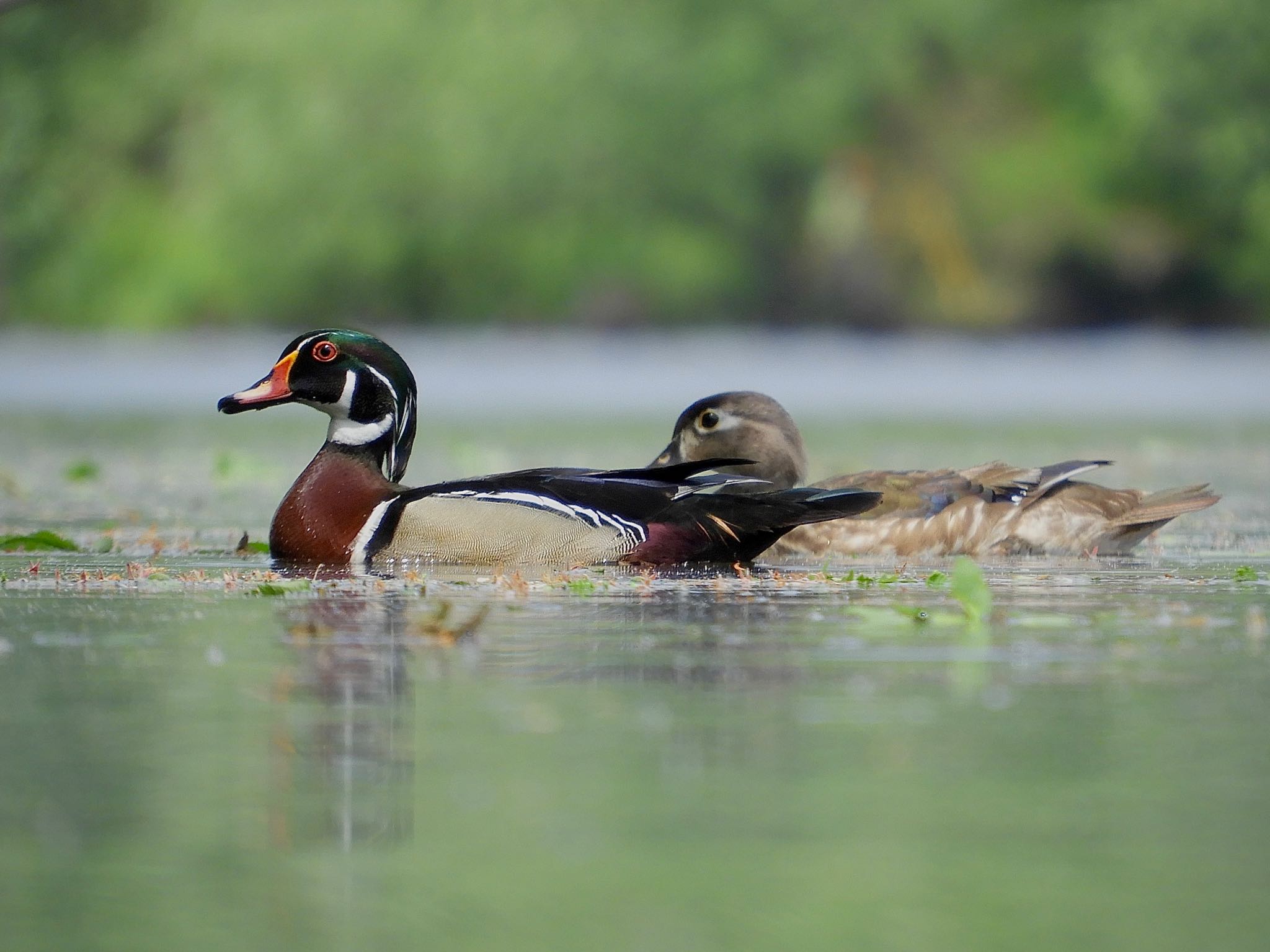 Photo of Wood Duck at Lake Como(Minnesota) by たっちゃん365