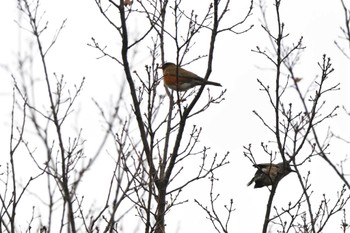 2023年2月3日(金) 長浜公園の野鳥観察記録