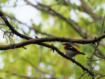 Narcissus Flycatcher 新たな林道 Thu, 4/12/2018